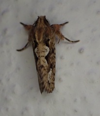 Acrolophus walsinghami