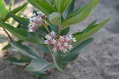 Asclepias hallii
