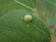 Phyllocoptes didelphis