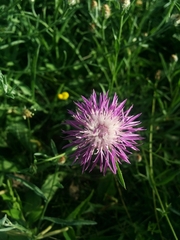 Centaurea