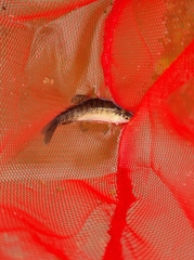 Characidium rachovii