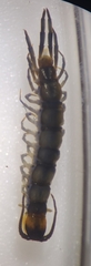 Lithobius muticus