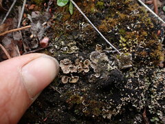 Illosporium carneum
