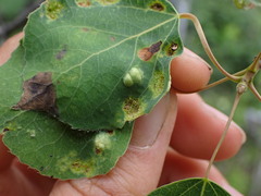 Phyllocoptes didelphis