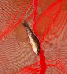 Characidium rachovii