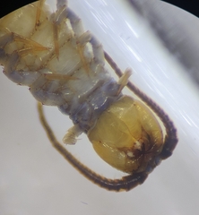 Lithobius muticus