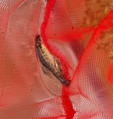 Characidium rachovii