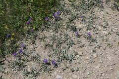 Centaurea pichleri