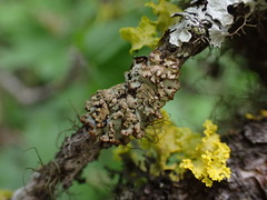 Hypogymnia austerodes