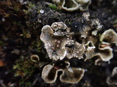 Illosporium carneum