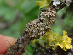 Hypogymnia austerodes
