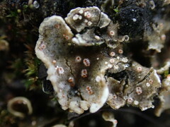 Illosporium carneum