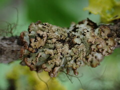 Hypogymnia austerodes
