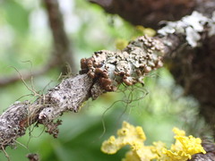 Hypogymnia austerodes