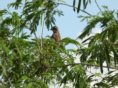 Pheucticus melanocephalus