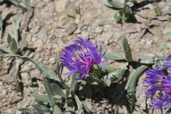 Centaurea pichleri