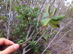 Asphondylia ceanothi