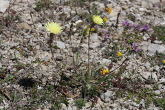 Leontodon asperrimus