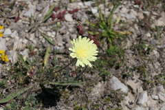 Leontodon asperrimus