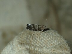 Epinotia nigricana