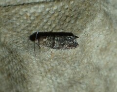 Epinotia nigricana
