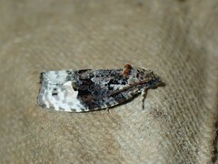Apotomis betuletana