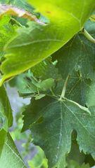 Anacridium aegyptium