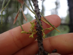 Arceuthobium americanum