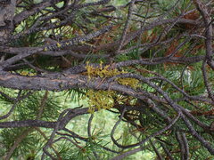 Arceuthobium americanum