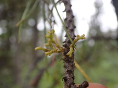 Arceuthobium americanum