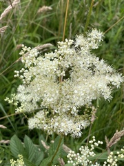 Filipendula ulmaria