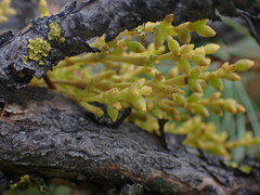 Arceuthobium americanum