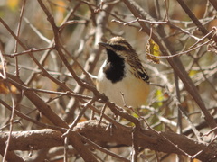 Myrmorchilus strigilatus