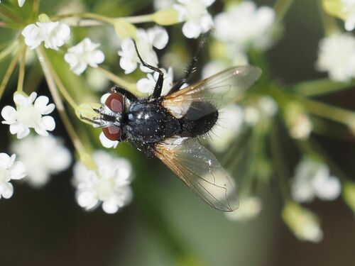 Eulabidogaster setifacies