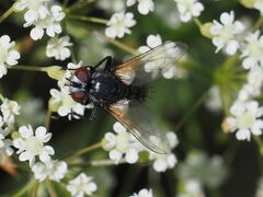 Leucostomatini