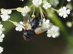 Leucostomatini