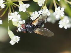 Leucostomatini