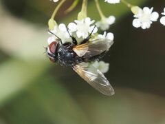Leucostomatini