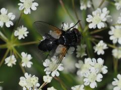 Leucostomatini