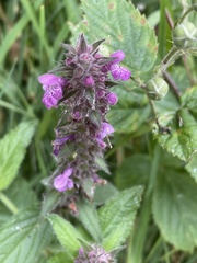 Stachys palustris