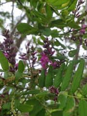 Lonchocarpus sericeus