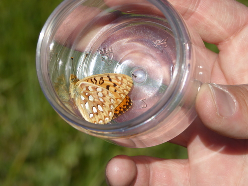 iNaturalist observation photo of Speyeria
