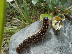 Eriogaster arbusculae