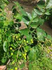 Trichilia