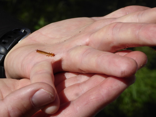 iNaturalist observation photo of Pedilus