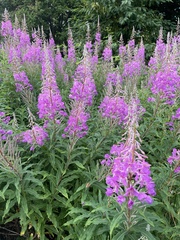 Chamaenerion angustifolium