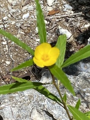 Turnera triglandulosa