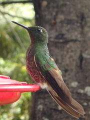 Boissonneaua flavescens