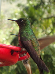 Boissonneaua flavescens