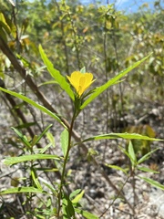 Turnera triglandulosa
